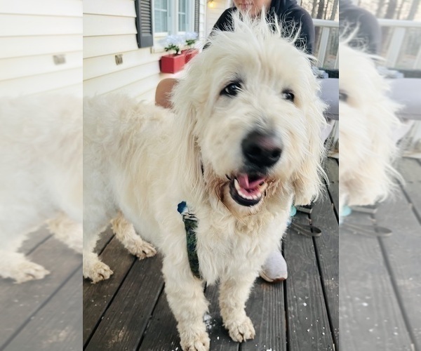 Medium Photo #2 Goldendoodle Puppy For Sale in TIMBERLAKE, NC, USA