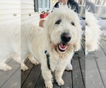 Small #1 Goldendoodle