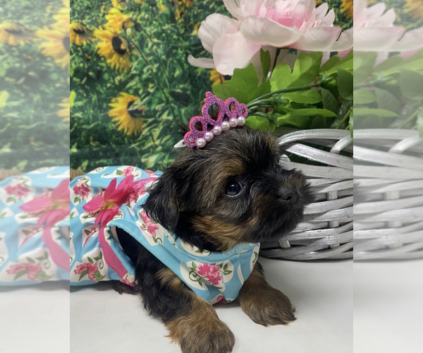 Medium Photo #4 Shorkie Tzu Puppy For Sale in SELLERSBURG, IN, USA