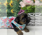 Small #3 Shorkie Tzu