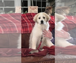 Great Pyrenees Puppy for sale in RUTHERFORDTON, NC, USA
