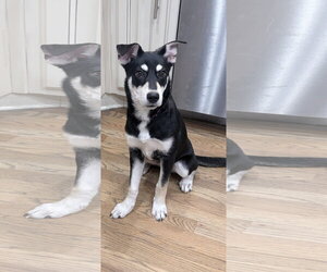 Ginger - Female Alusky Dog for Adoption - Photo #4