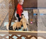 Small Photo #23 Golden Retriever Puppy For Sale in SAINT LOUIS, MO, USA