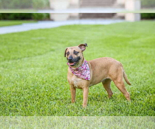 Medium Photo #8 Mutt Puppy For Sale in  Gainesville, FL, USA
