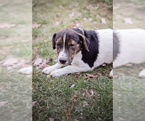 Mutt Dogs for adoption in Belleville, IL, USA