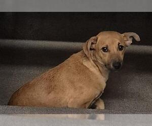 Chihuahua-Unknown Mix Dogs for adoption in San Antonio, TX, USA