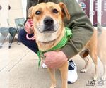 Small #3 Labrador Retriever-Retriever  Mix