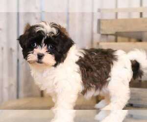 Shih Tzu Puppy for sale in MOUNT VERNON, OH, USA