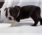 Small #2 Boston Terrier