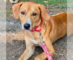 Small #1 Plott Hound Mix