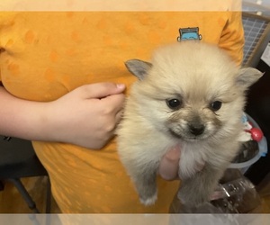 Pomeranian Puppy for sale in MIDDLEBORO, MA, USA