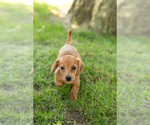 Puppy Izzy Dachshund