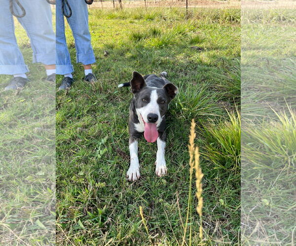 Medium Photo #5 Border Collie-Unknown Mix Puppy For Sale in Chico, CA, USA