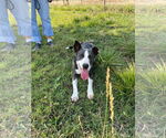 Small #4 Border Collie Mix