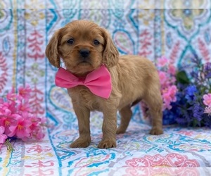 Golden Retriever Puppy for sale in LANCASTER, PA, USA