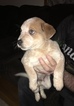 Small Photo #7 Australian Cattle Dog Puppy For Sale in STUARTS DRAFT, VA, USA