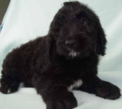 Medium Photo #12 Goldendoodle Puppy For Sale in OMAHA, NE, USA