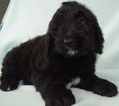 Small Photo #12 Goldendoodle Puppy For Sale in OMAHA, NE, USA