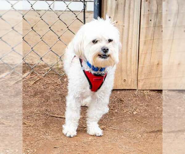 Medium Photo #7 Poodle (Miniature)-Unknown Mix Puppy For Sale in Kennesaw, GA, USA