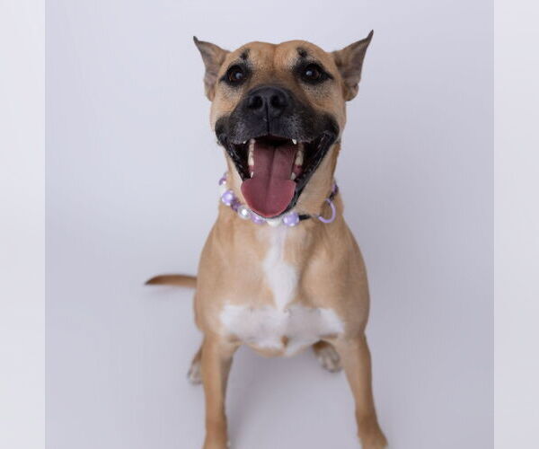 Medium Photo #5 Mutt Puppy For Sale in Fargo, ND, USA