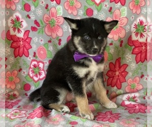 Border Collie-Pomsky Mix Puppy for sale in LANCASTER, PA, USA