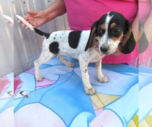 Beagle Puppy for Sale in RATTAN, Oklahoma USA