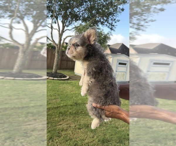 Medium Photo #3 French Bulldog Puppy For Sale in IOWA COLONY, TX, USA
