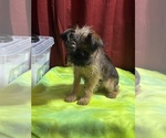 Small #3 Brussels Griffon