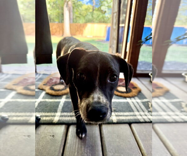Medium Photo #2 Mutt Puppy For Sale in Mooresville, NC, USA
