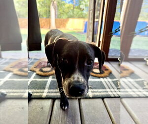 Pip - Female Mutt Dog for Adoption - Photo #2