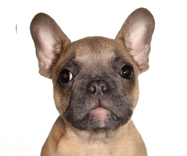 Medium Photo #1 French Bulldog Puppy For Sale in Oakland Park, FL, USA