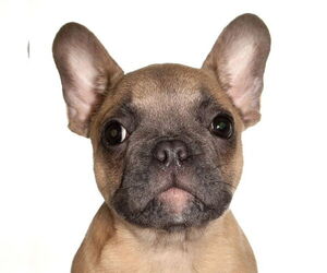 French Bulldog Dogs for adoption in Oakland Park, FL, USA