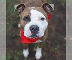 Small American Staffordshire Terrier Mix