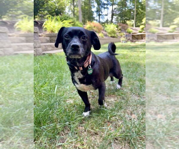 Medium Photo #2 Pug-Unknown Mix Puppy For Sale in Springdale, PA, USA