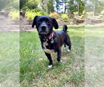 Small #1 Pug Mix