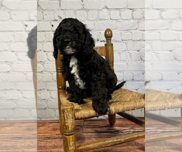 Medium Photo #1 Cockapoo Puppy For Sale in ROANOKE, IL, USA