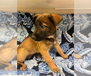 Mutt Dogs for adoption in HESPERIA, CA, USA