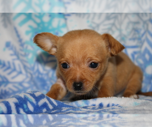 Medium Photo #1 Chihuahua Puppy For Sale in GREENBRIER, AR, USA