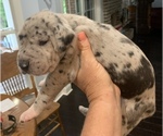 Small Photo #2 Great Dane Puppy For Sale in CLANTON, AL, USA