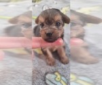 Small Photo #357 Yorkshire Terrier Puppy For Sale in AKRON, OH, USA