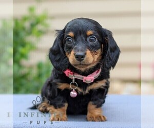 Dachshund Puppy for sale in ANNVILLE, PA, USA