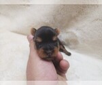 Small Photo #39 Yorkshire Terrier Puppy For Sale in MANES, MO, USA