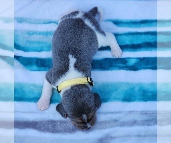 Medium Photo #34 Beagle Puppy For Sale in COOS BAY, OR, USA