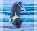Small Photo #34 Beagle Puppy For Sale in COOS BAY, OR, USA