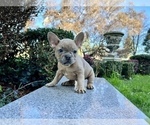 Small #122 French Bulldog