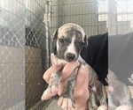 Small #10 Whippet