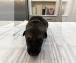 Small Photo #2 German Shepherd Dog Puppy For Sale in CARTHAGE, NY, USA