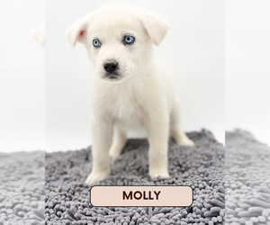 Great Pyrenees-Unknown Mix Dogs for adoption in Brooklyn, NY, USA