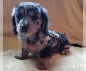 Dachshund Puppy for Sale in BAXTER, Minnesota USA