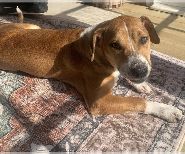 Medium Photo #1 Doxle Puppy For Sale in Oakhurst, NJ, USA